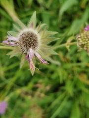 Knautia longifolia