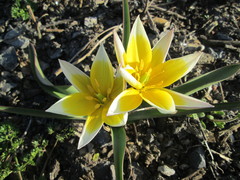 Tulipa urumiensis