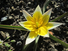 Tulipa urumiensis