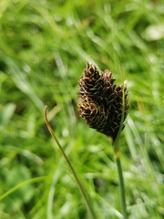 Carex parviflora