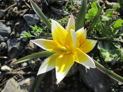Tulipa urumiensis