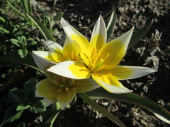 Tulipa urumiensis