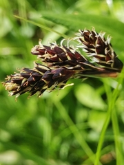 Carex parviflora