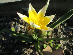 Tulipa urumiensis