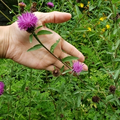 Media resource of Centaurea nigra