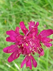 Knautia macedonica