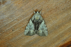 Catocala blandula