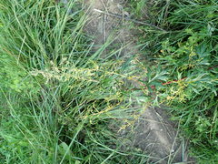 Aceria marginemvolvens