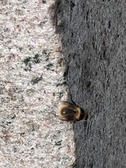 Cephenemyia stimulator