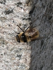 Cephenemyia stimulator