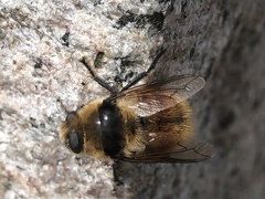 Cephenemyia stimulator