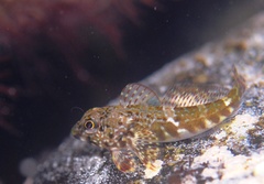 Bovichtus angustifrons