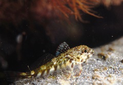 Bovichtus angustifrons