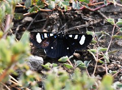 Alypiodes flavilinguis