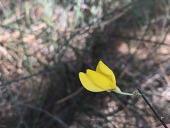 Cytisus grandiflorus