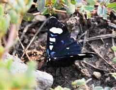 Alypiodes flavilinguis