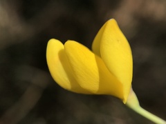 Cytisus grandiflorus