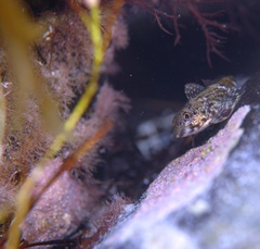 Bovichtus angustifrons