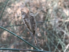 Cytisus grandiflorus