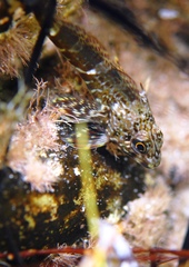 Bovichtus angustifrons