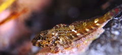 Bovichtus angustifrons