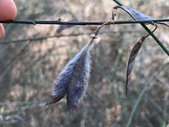 Cytisus grandiflorus