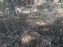 Cytisus grandiflorus