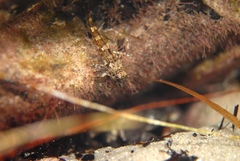 Bovichtus angustifrons
