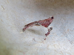 Galasa nigrinodis
