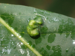 Aceria triplacis