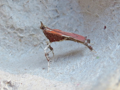 Galasa nigrinodis