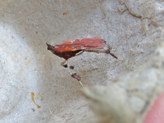 Galasa nigrinodis