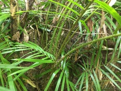 Calamus radicalis