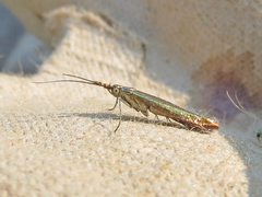 Coleophora deauratella