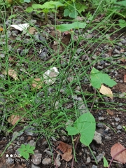 Equisetum palustre