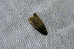 Athetiina