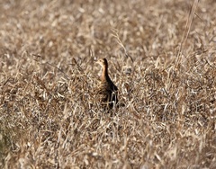 Rhynchotus rufescens