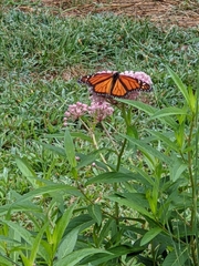 Danaus plexippus