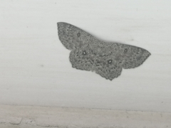 Cyclophora pendularia
