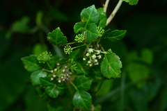 Eleutherococcus trifoliatus setosus