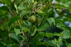 Euonymus carnosus