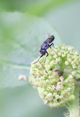 Discomyza maculipennis