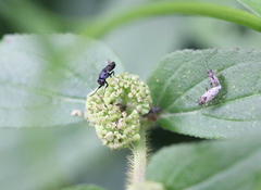 Discomyza maculipennis