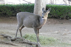 Cervini