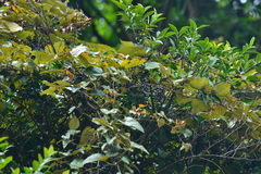 Vitis kelungensis
