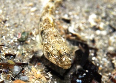 Favonigobius lateralis