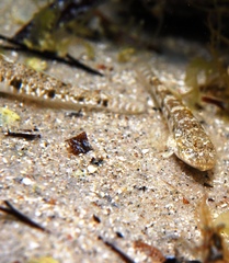 Favonigobius lateralis