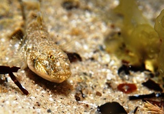 Favonigobius lateralis