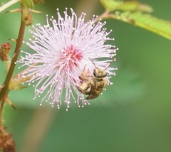 Mellitidia tomentifera
