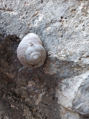 Codringtonia codringtonii